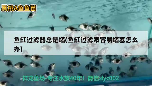 魚缸過(guò)濾器總是堵(魚缸過(guò)濾泵容易堵塞怎么辦)