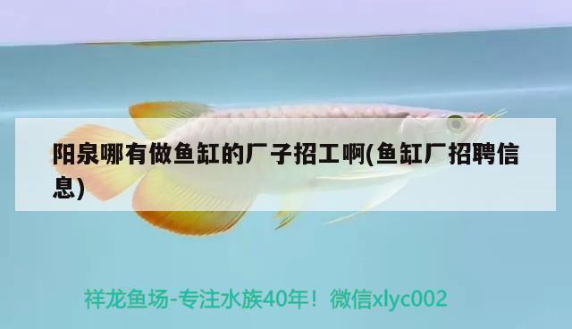 陽泉哪有做魚缸的廠子招工啊(魚缸廠招聘信息) 印尼四紋虎