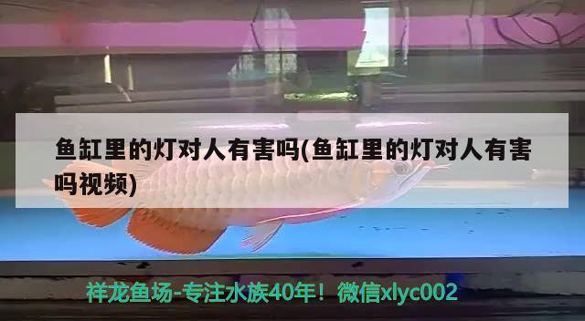 魚缸里的燈對人有害嗎(魚缸里的燈對人有害嗎視頻) 白子球鯊魚