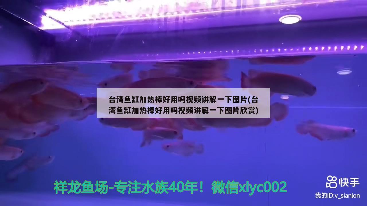 臺灣魚缸加熱棒好用嗎視頻講解一下圖片(臺灣魚缸加熱棒好用嗎視頻講解一下圖片欣賞) 元寶鯽