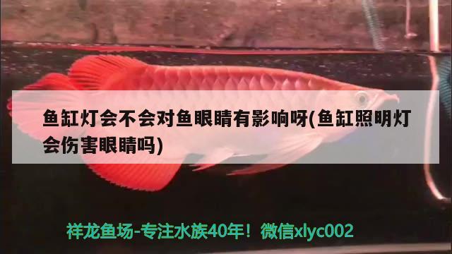 魚缸燈會(huì)不會(huì)對(duì)魚眼睛有影響呀(魚缸照明燈會(huì)傷害眼睛嗎) 黑白雙星