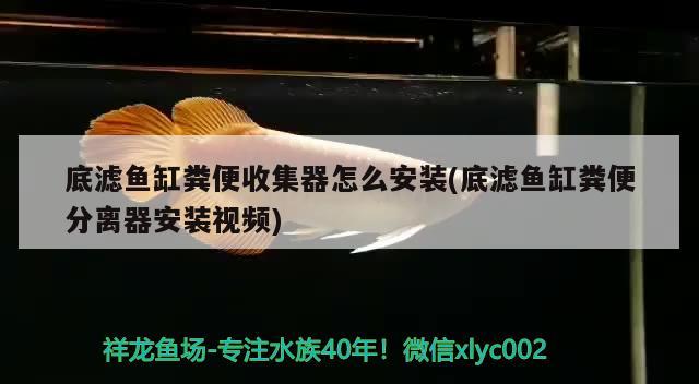 底濾魚缸糞便收集器怎么安裝(底濾魚缸糞便分離器安裝視頻)