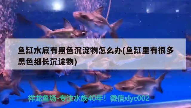 魚缸水底有黑色沉淀物怎么辦(魚缸里有很多黑色細(xì)長沉淀物)