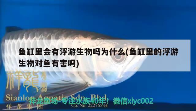 魚缸里會有浮游生物嗎為什么(魚缸里的浮游生物對魚有害嗎)