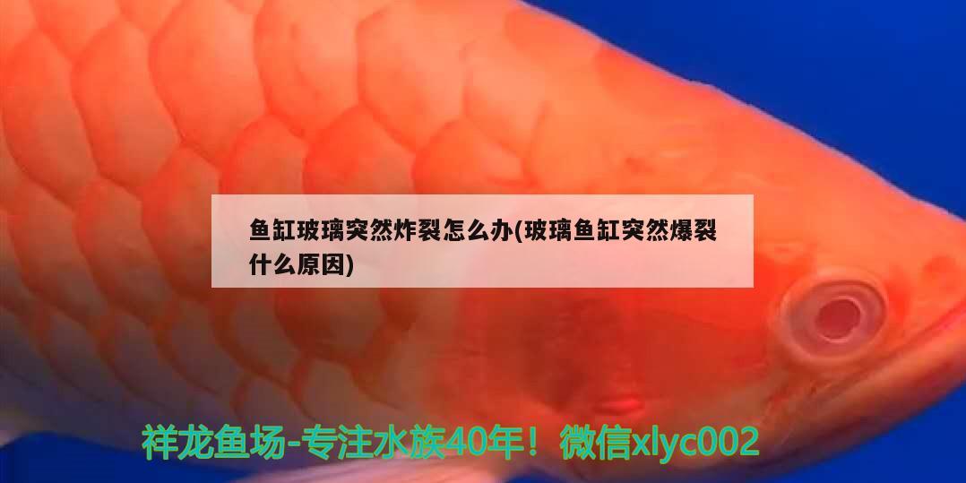 魚缸玻璃突然炸裂怎么辦(玻璃魚缸突然爆裂什么原因)