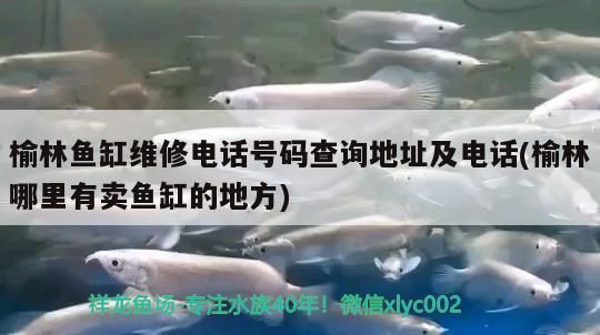 榆林魚缸維修電話號碼查詢地址及電話(榆林哪里有賣魚缸的地方)