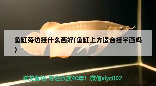 魚缸旁邊掛什么畫好(魚缸上方適合掛字畫嗎) 非洲象鼻魚