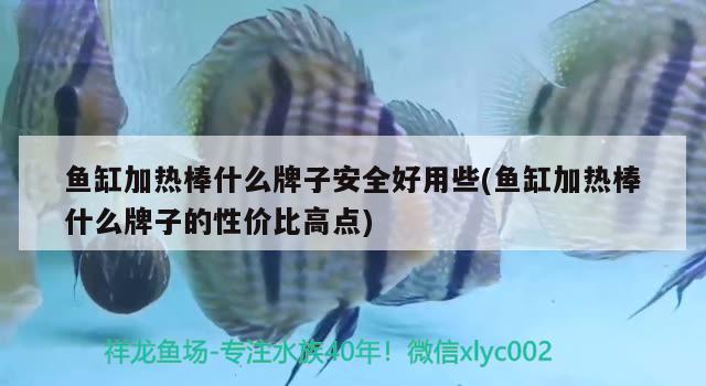 魚缸加熱棒什么牌子安全好用些(魚缸加熱棒什么牌子的性價(jià)比高點(diǎn))