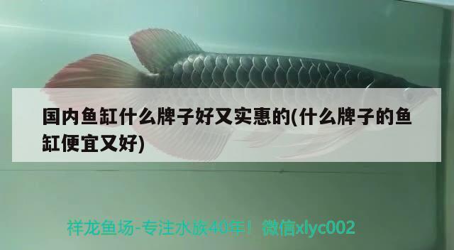 國(guó)內(nèi)魚缸什么牌子好又實(shí)惠的(什么牌子的魚缸便宜又好) 黑白雙星