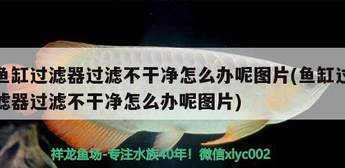 魚缸過(guò)濾器過(guò)濾不干凈怎么辦呢圖片(魚缸過(guò)濾器過(guò)濾不干凈怎么辦呢圖片) 黑白雙星