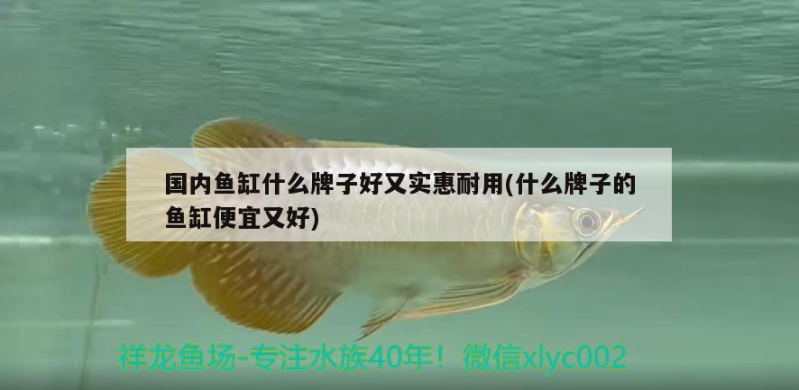 國內(nèi)魚缸什么牌子好又實(shí)惠耐用(什么牌子的魚缸便宜又好) 巴西亞魚苗