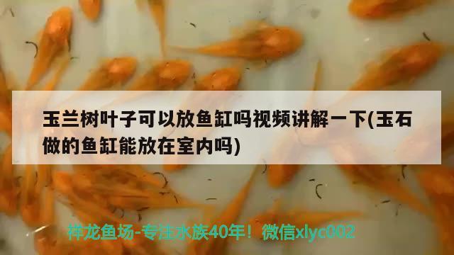 玉蘭樹葉子可以放魚缸嗎視頻講解一下(玉石做的魚缸能放在室內(nèi)嗎) 泰國虎魚