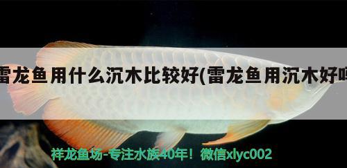 雷龍魚用什么沉木比較好(雷龍魚用沉木好嗎)