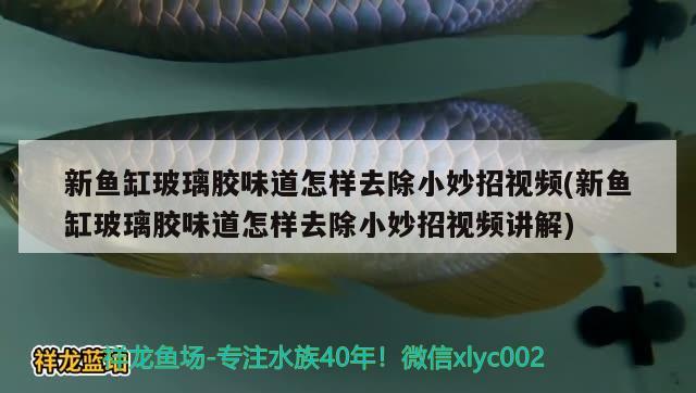 新魚缸玻璃膠味道怎樣去除小妙招視頻(新魚缸玻璃膠味道怎樣去除小妙招視頻講解)