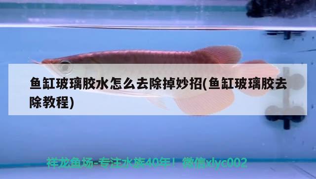 魚缸玻璃膠水怎么去除掉妙招(魚缸玻璃膠去除教程) 豬鼻龜