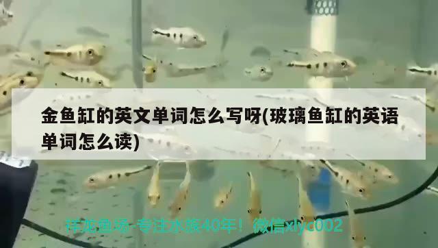 金魚缸的英文單詞怎么寫呀(玻璃魚缸的英語(yǔ)單詞怎么讀) 印尼虎苗