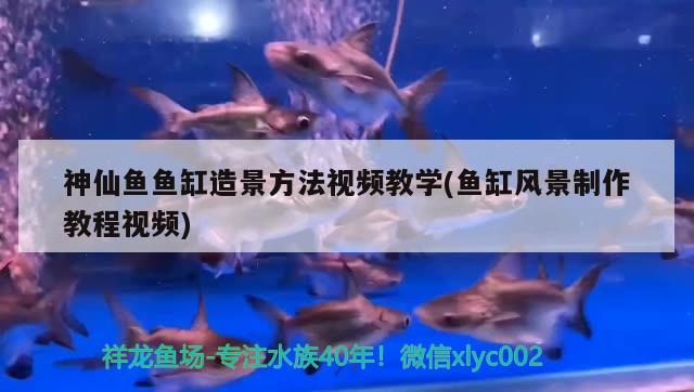 神仙魚魚缸造景方法視頻教學(魚缸風景制作教程視頻) 二氧化碳設備