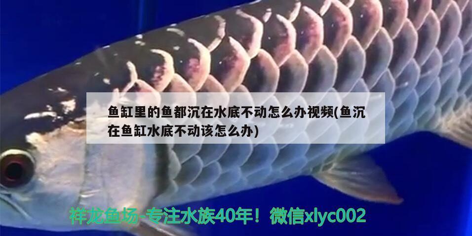 魚缸里的魚都沉在水底不動怎么辦視頻(魚沉在魚缸水底不動該怎么辦)