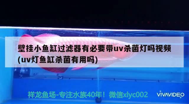 壁掛小魚(yú)缸過(guò)濾器有必要帶uv殺菌燈嗎視頻(uv燈魚(yú)缸殺菌有用嗎)