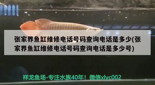 張家界魚缸維修電話號碼查詢電話是多少(張家界魚缸維修電話號碼查詢電話是多少號) 祥龍金禾金龍魚