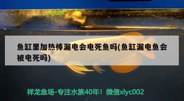 魚缸里加熱棒漏電會電死魚嗎(魚缸漏電魚會被電死嗎)