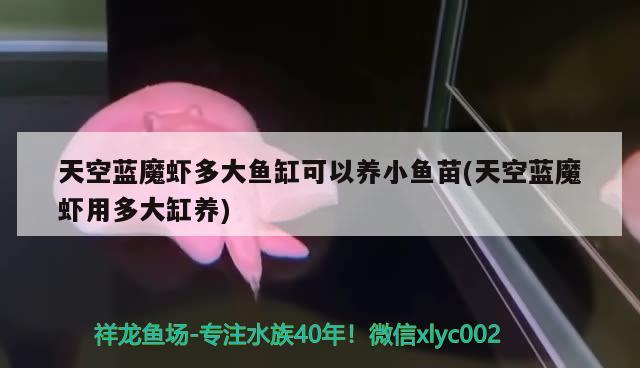 天空藍魔蝦多大魚缸可以養(yǎng)小魚苗(天空藍魔蝦用多大缸養(yǎng))