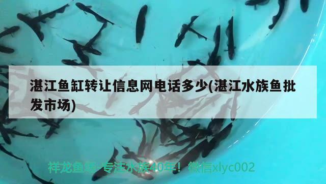 湛江魚(yú)缸轉(zhuǎn)讓信息網(wǎng)電話多少(湛江水族魚(yú)批發(fā)市場(chǎng))