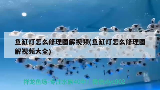 魚缸燈怎么修理圖解視頻(魚缸燈怎么修理圖解視頻大全)