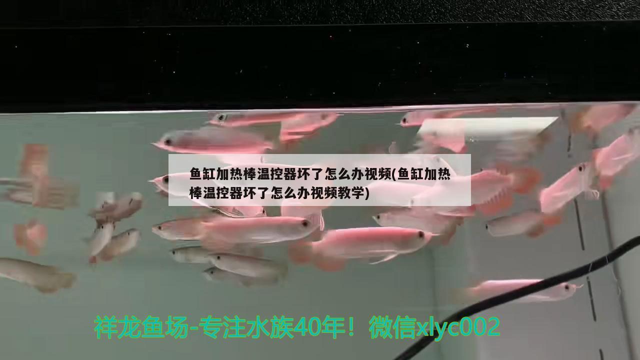 魚缸加熱棒溫控器壞了怎么辦視頻(魚缸加熱棒溫控器壞了怎么辦視頻教學(xué))