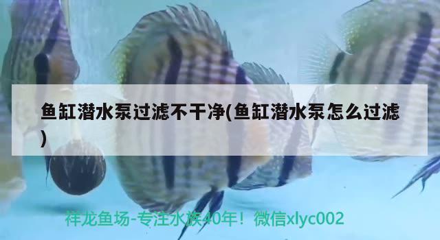 魚缸潛水泵過濾不干凈(魚缸潛水泵怎么過濾)