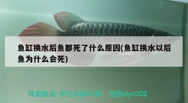 魚缸換水后魚都死了什么原因(魚缸換水以后魚為什么會死)