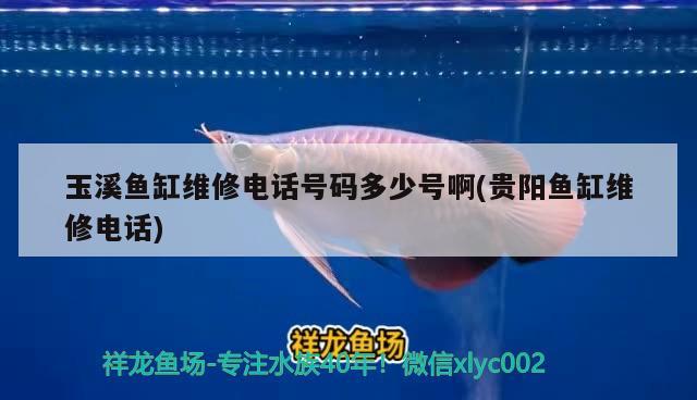 玉溪魚缸維修電話號碼多少號啊(貴陽魚缸維修電話) 九鼎魚缸