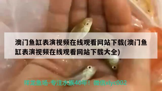 澳門魚缸表演視頻在線觀看網(wǎng)站下載(澳門魚缸表演視頻在線觀看網(wǎng)站下載大全) 招財(cái)戰(zhàn)船魚