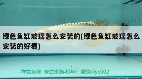 綠色魚缸玻璃怎么安裝的(綠色魚缸玻璃怎么安裝的好看) 龍魚專用燈