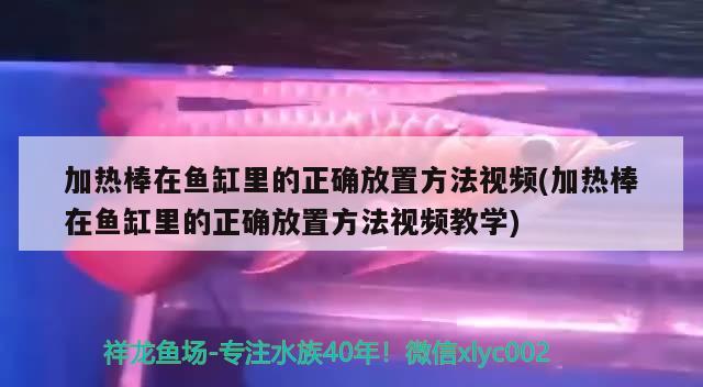 加熱棒在魚缸里的正確放置方法視頻(加熱棒在魚缸里的正確放置方法視頻教學)