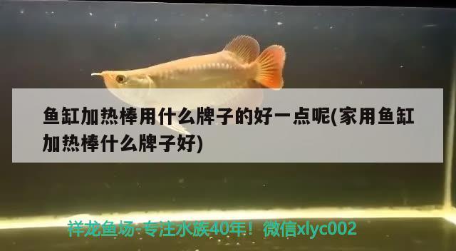 魚(yú)缸加熱棒用什么牌子的好一點(diǎn)呢(家用魚(yú)缸加熱棒什么牌子好) 虎紋銀版魚(yú)