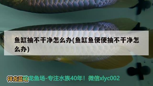 魚缸抽不干凈怎么辦(魚缸魚便便抽不干凈怎么辦)