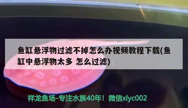 魚缸懸浮物過濾不掉怎么辦視頻教程下載(魚缸中懸浮物太多怎么過濾) 大嘴鯨魚