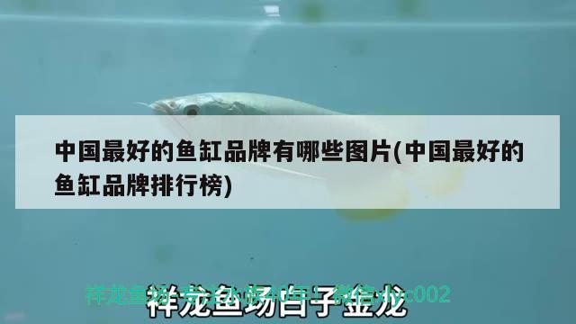 中國最好的魚缸品牌有哪些圖片(中國最好的魚缸品牌排行榜) 藍底過背金龍魚