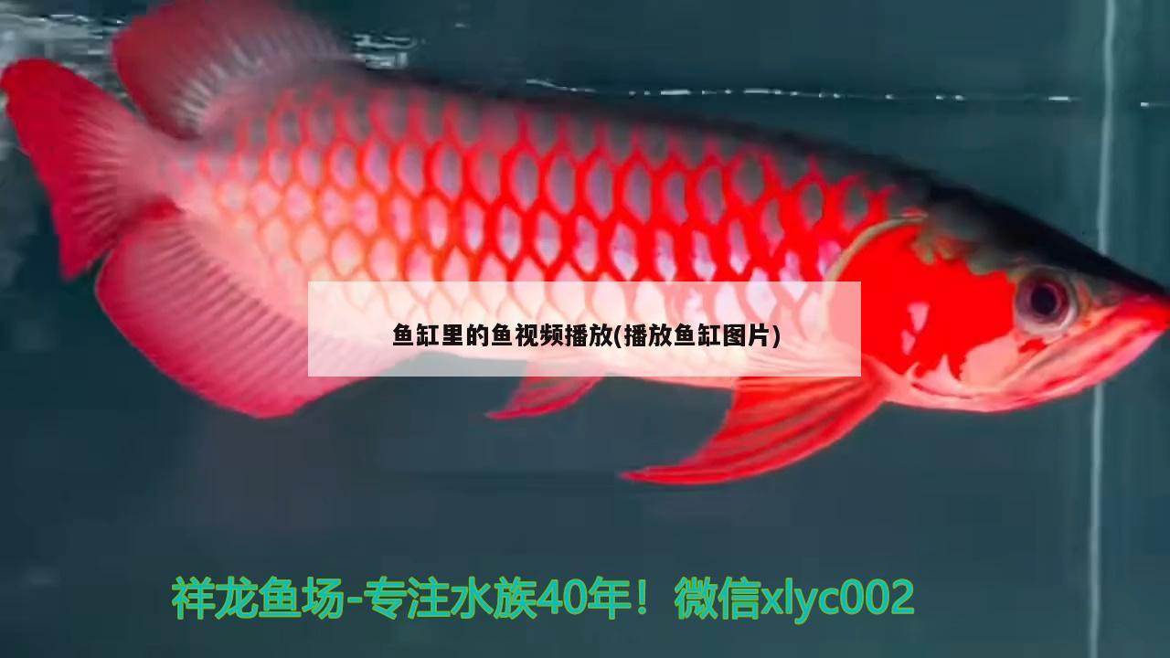 魚缸里的魚視頻播放(播放魚缸圖片) 祥龍龍魚魚糧