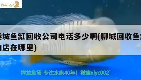 運(yùn)城魚缸回收公司電話多少啊(聊城回收魚缸的店在哪里) 黃吉金龍（白子金龍魚）