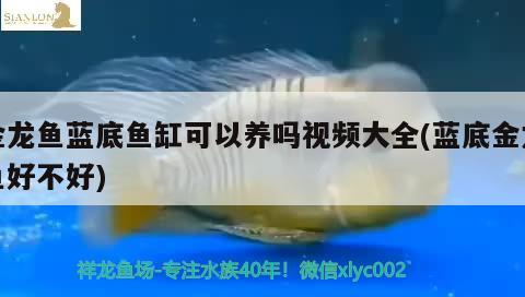 金龍魚藍底魚缸可以養(yǎng)嗎視頻大全(藍底金龍魚好不好) 飛鳳魚