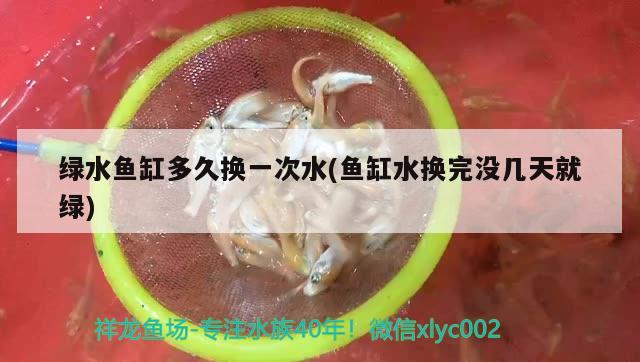 綠水魚缸多久換一次水(魚缸水換完沒幾天就綠)