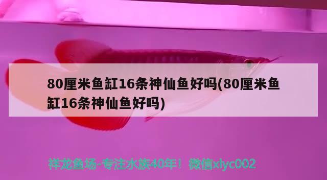 80厘米魚(yú)缸16條神仙魚(yú)好嗎(80厘米魚(yú)缸16條神仙魚(yú)好嗎) 黃金斑馬魚(yú)