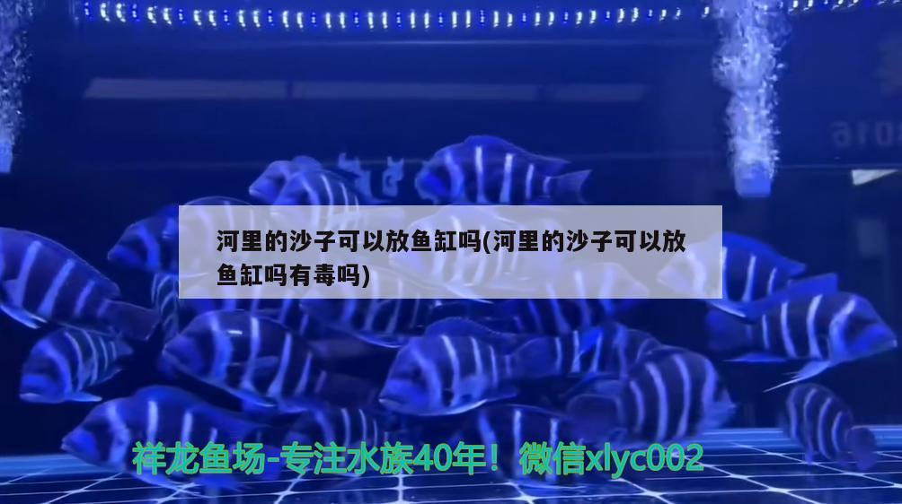 河里的沙子可以放魚缸嗎(河里的沙子可以放魚缸嗎有毒嗎) 野生地圖魚