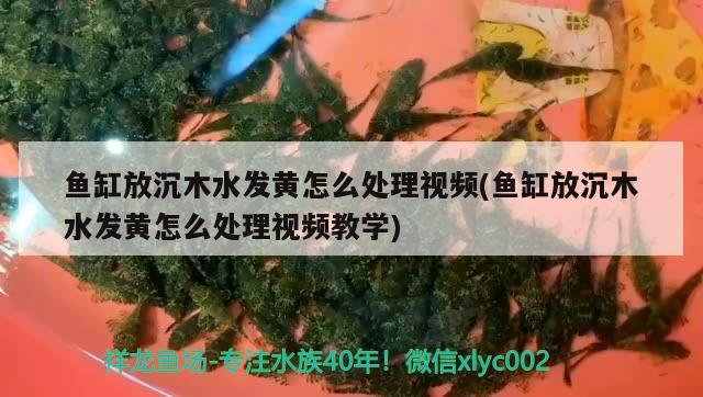 魚缸放沉木水發(fā)黃怎么處理視頻(魚缸放沉木水發(fā)黃怎么處理視頻教學)