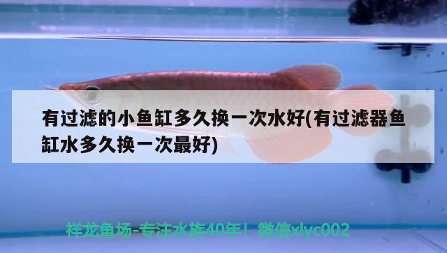 有過(guò)濾的小魚(yú)缸多久換一次水好(有過(guò)濾器魚(yú)缸水多久換一次最好) 紅老虎魚(yú)