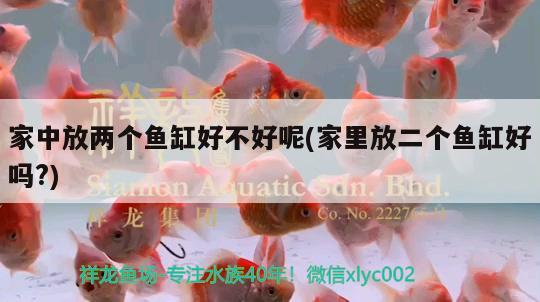 家中放兩個魚缸好不好呢(家里放二個魚缸好嗎?) 祥龍金禾金龍魚