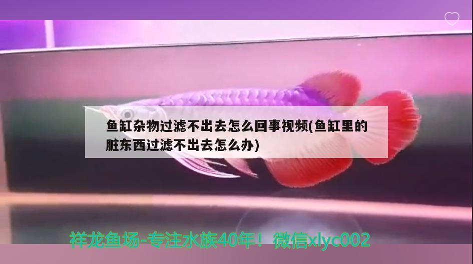 魚缸雜物過濾不出去怎么回事視頻(魚缸里的臟東西過濾不出去怎么辦)