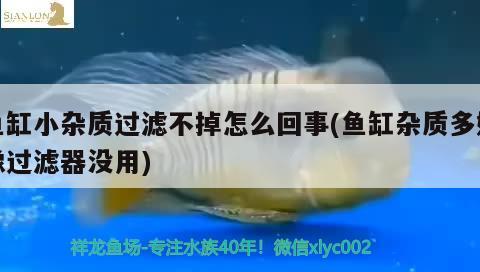 魚缸小雜質(zhì)過濾不掉怎么回事(魚缸雜質(zhì)多好像過濾器沒用) 印尼小紅龍